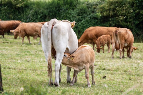 Animal Welfare