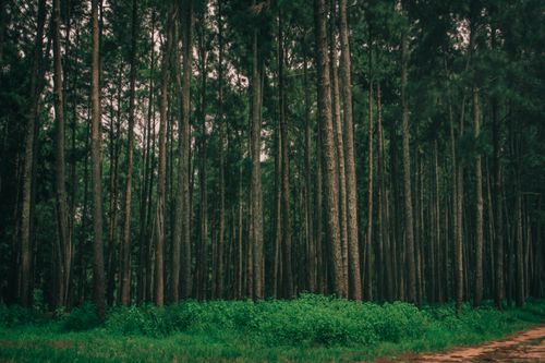 Ecosystem Restoration