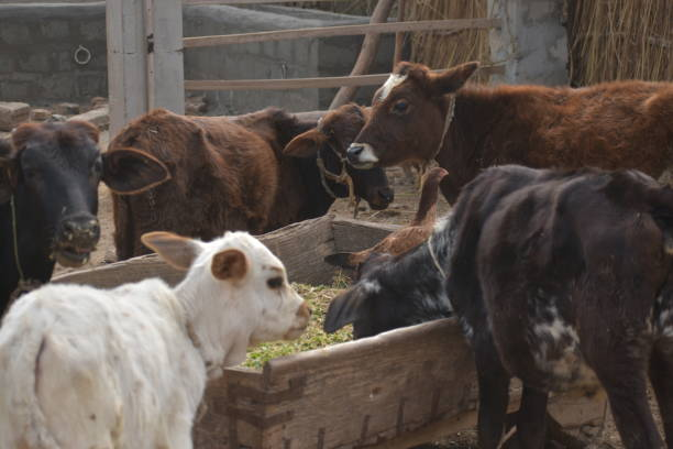 Humane Livestock Initiative