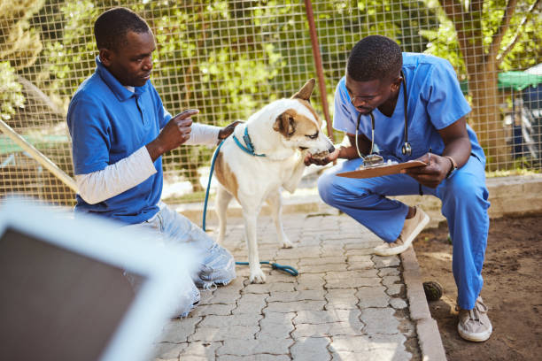 Veterinary Campaigns & Animal Health
